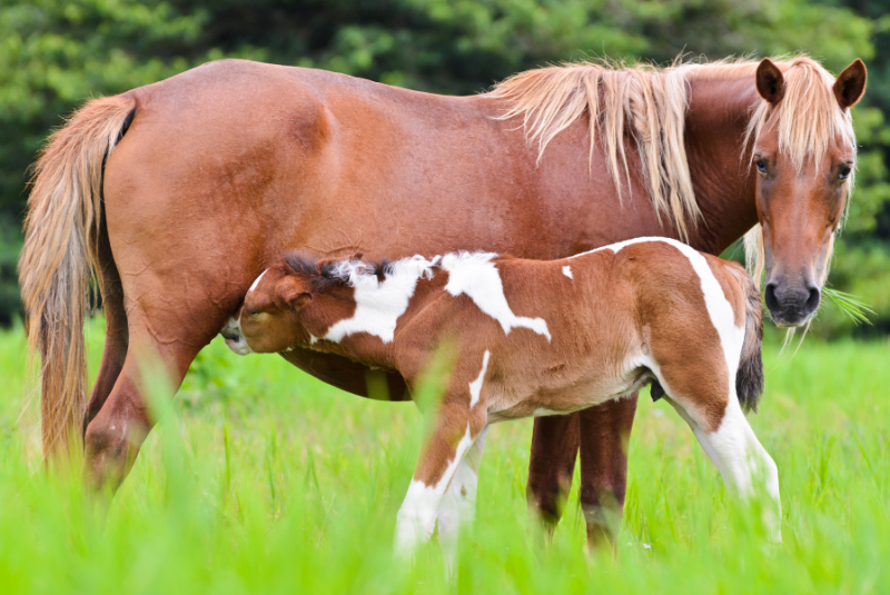 Caballo cuidando de su potro