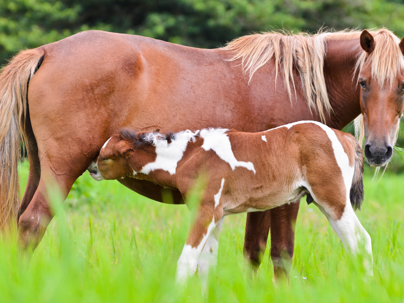 Caballo cuidando de su potro